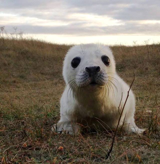 Norfolk seal spots